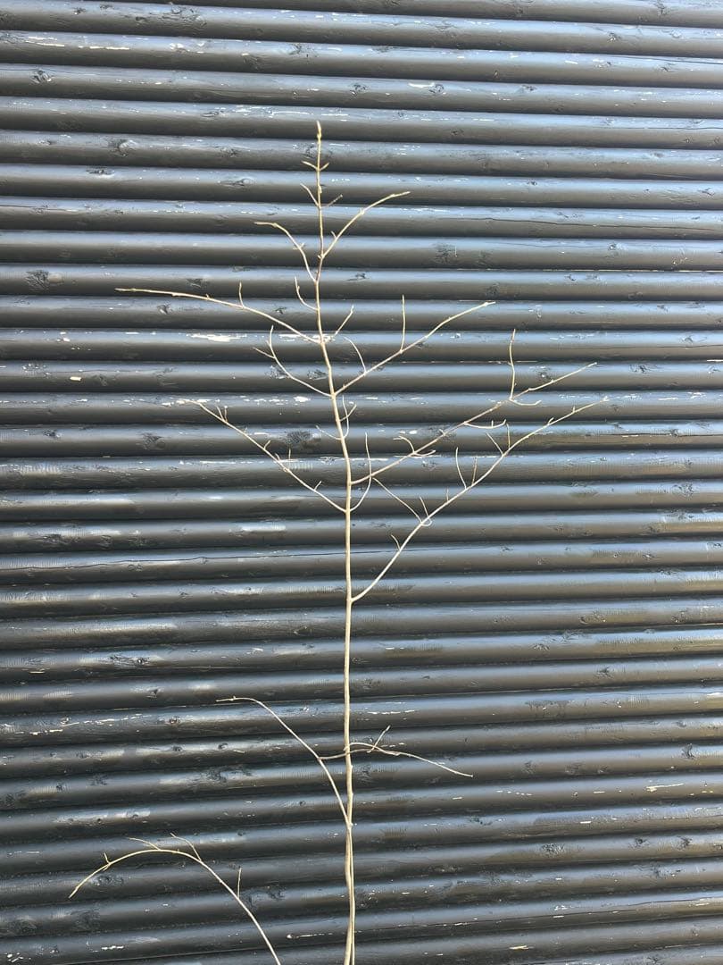 山採り天然　ツリバナ　３本株立ち　12