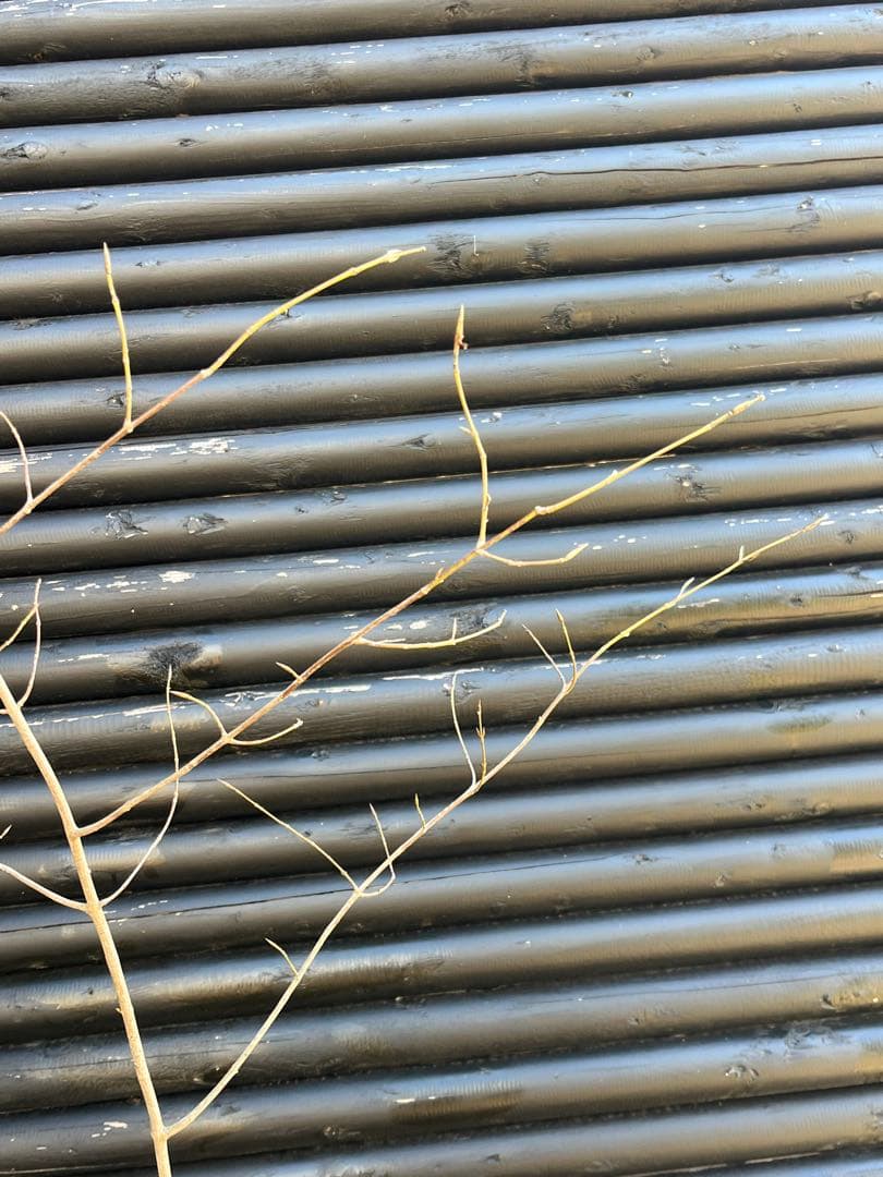 山採り天然　ツリバナ　３本株立ち　12