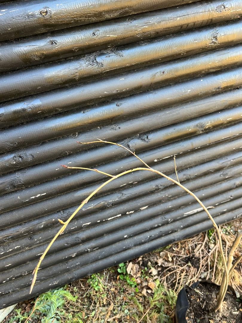 山採り天然　ツリバナ　３本株立ち　12