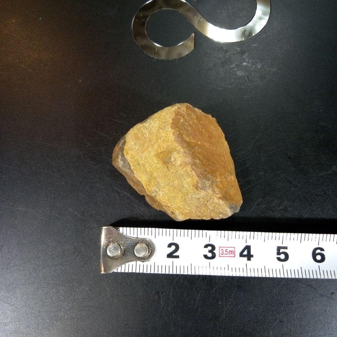 三葉虫　化石　fossil　ボリビア産　trilobite　三葉虫判別⑦