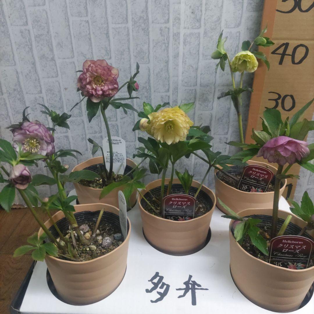 １０日入荷分⭐️多弁咲きクリスマスローズ⭐️５鉢セット