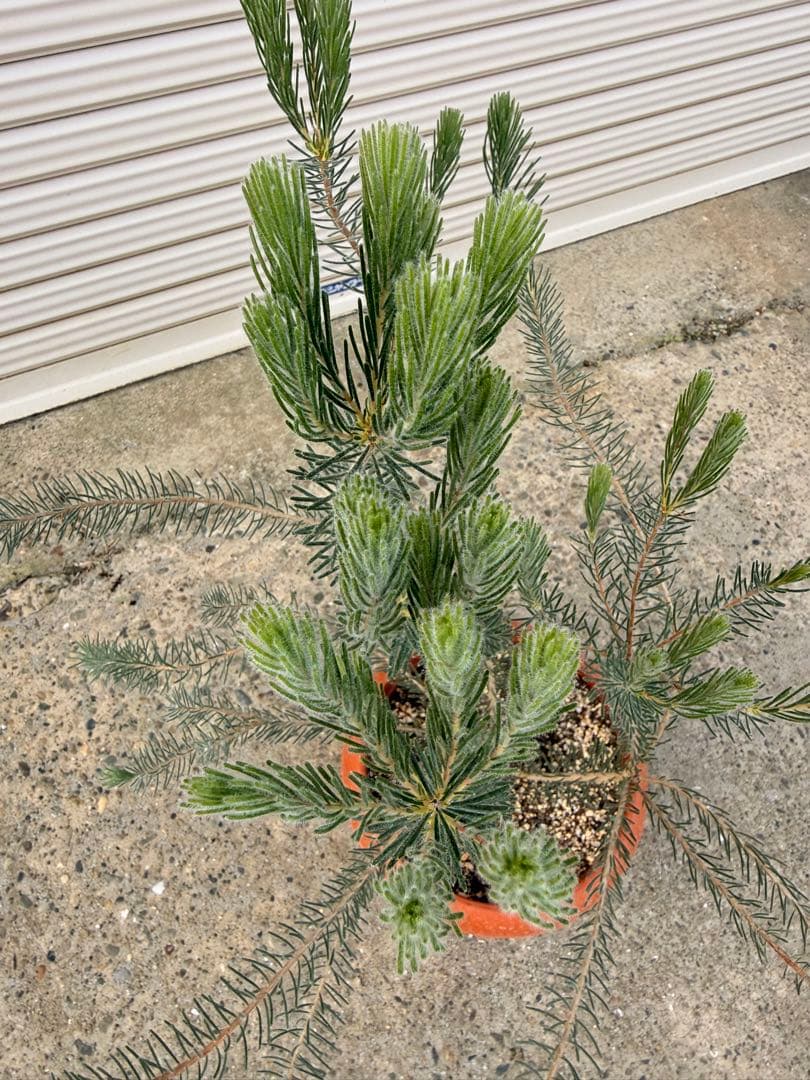 カロタムス ダスティーグレー 8号 鉢植え フトモモ科 オーストラリア原産