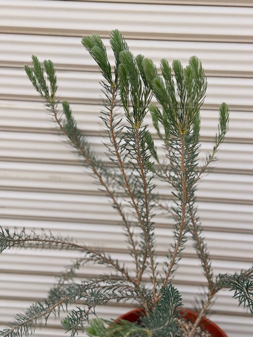 カロタムス ダスティーグレー 8号 鉢植え フトモモ科 オーストラリア原産