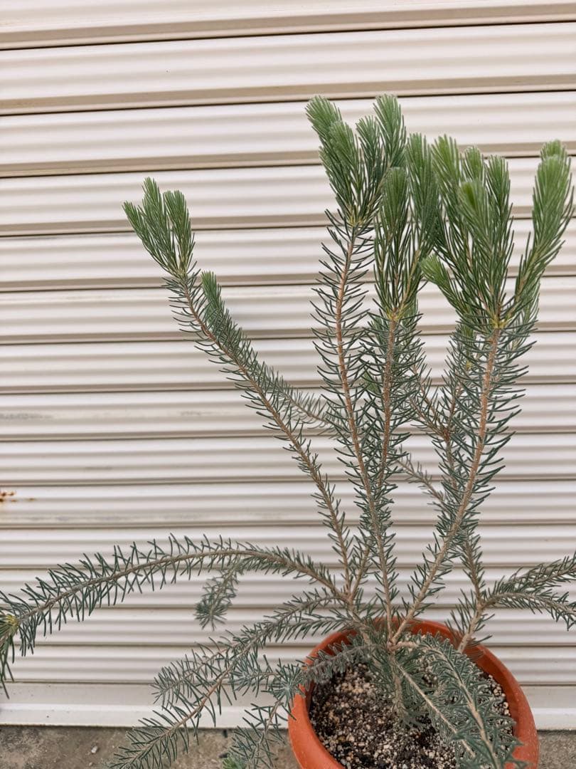 カロタムス ダスティーグレー 8号 鉢植え フトモモ科 オーストラリア原産