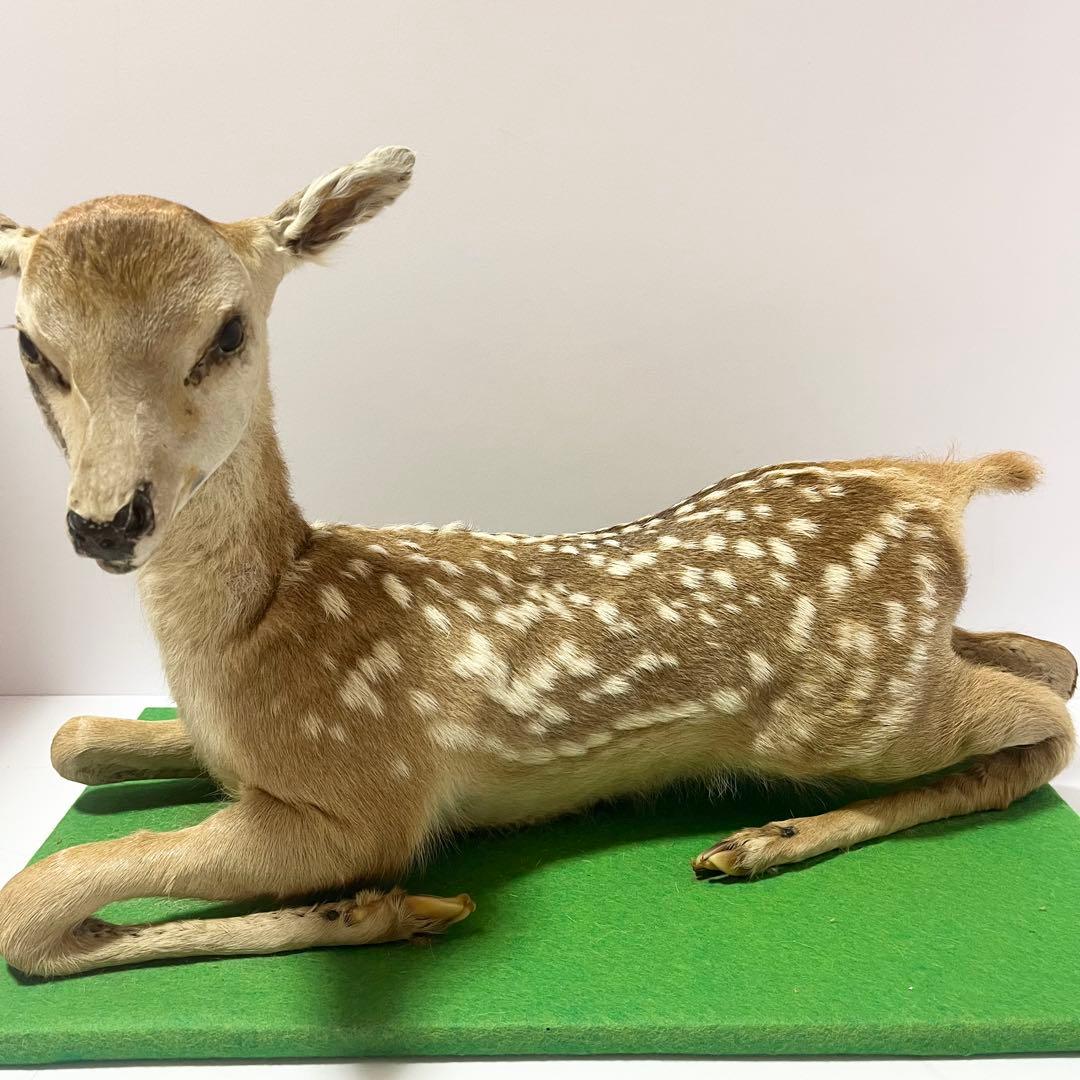剥製 小鹿 子鹿 ニホンジカ 置き物 ヴィンテージ バンビ インテリア オブジェ