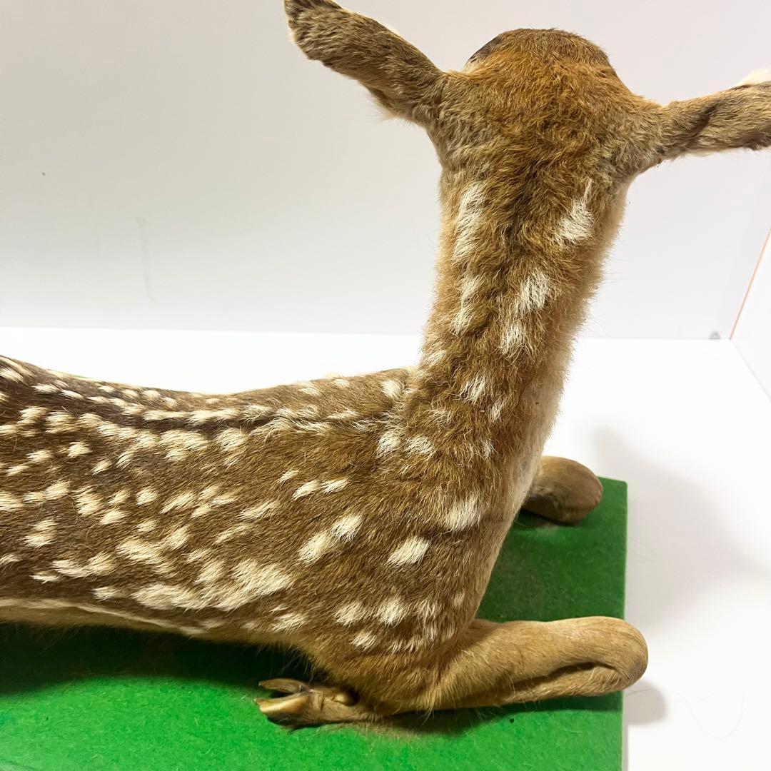 剥製 小鹿 子鹿 ニホンジカ 置き物 ヴィンテージ バンビ インテリア オブジェ