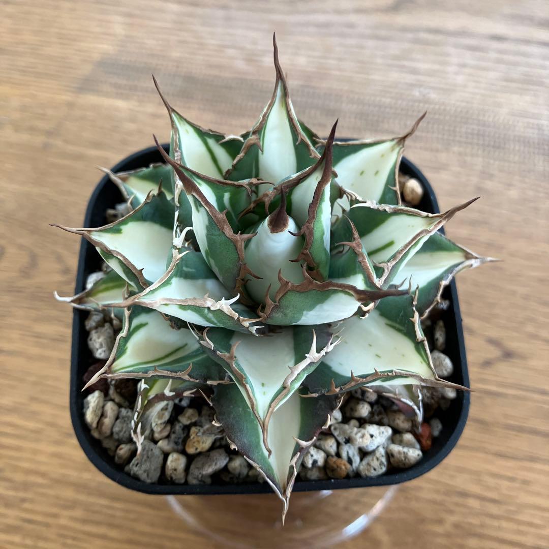 D*様 【初売りオークション】32 特大　太斑　アガベ　チタノタ　太陽神錦　白中