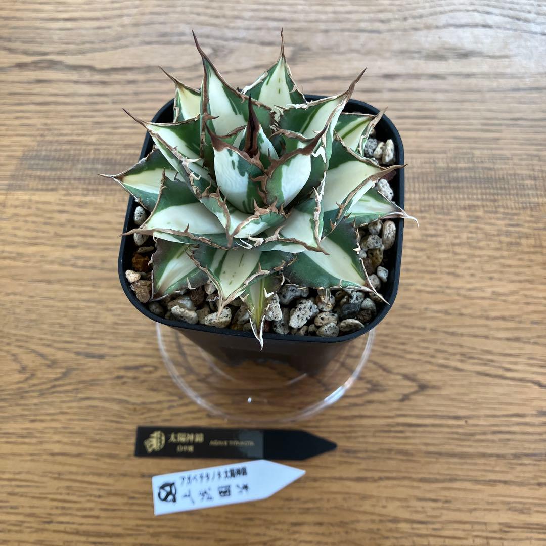 D*様 【初売りオークション】32 特大　太斑　アガベ　チタノタ　太陽神錦　白中