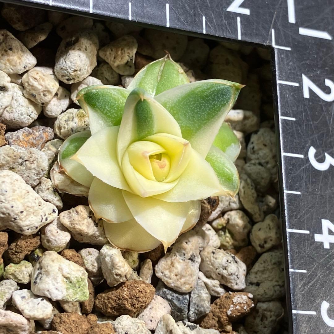 彪*丸様 【初売りオークション】74 アガベ　王妃笹の雪A型　ピンキー　変わり斑