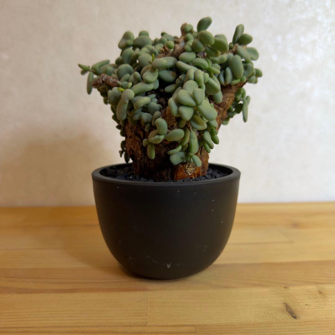 ケラリア ピグマエア