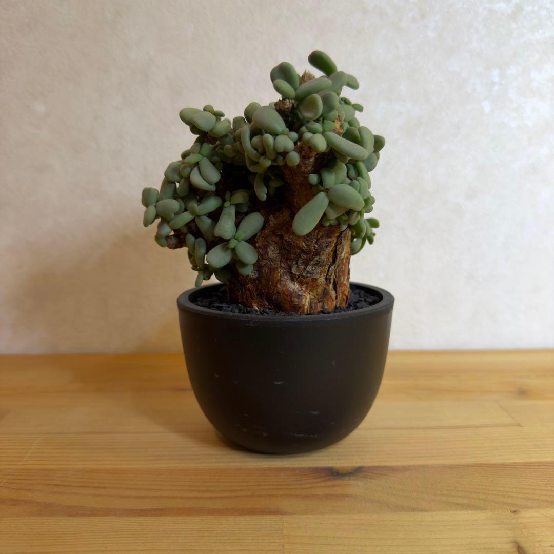 ケラリア ピグマエア