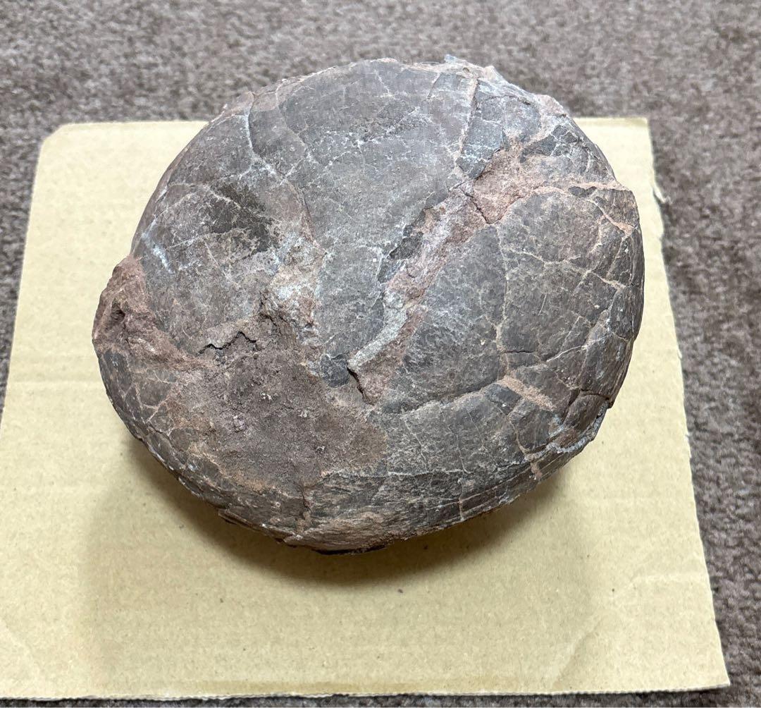 化石 恐竜 卵 ハドロサウルス 推定