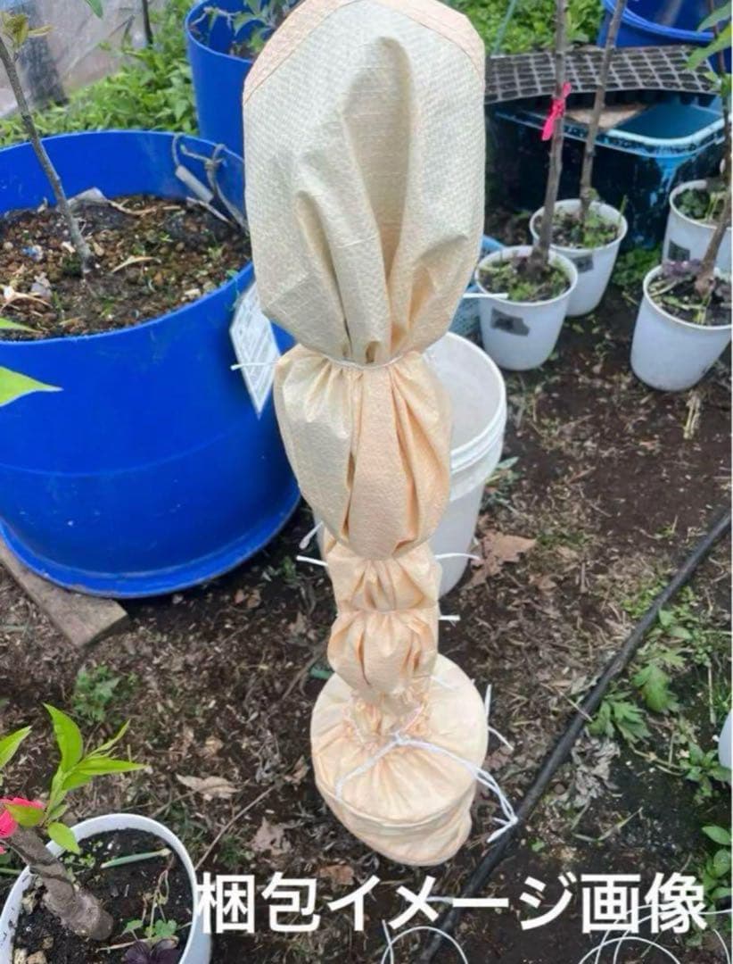 グラス　ススキ根付き鉢植え