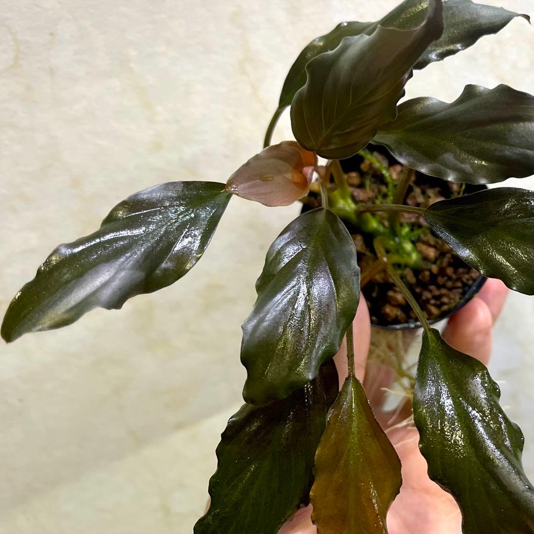 ◆特◆フルタドアsp.レッドナロー 2022年 神畑便 #ブセさかな屋