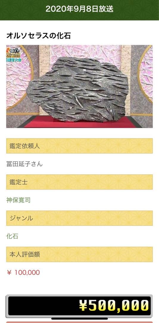 オルソセラス化石複数 片面磨き