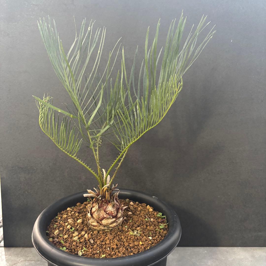 ⑤サイカス・カイルンシアナ Cycas cairnsiana
