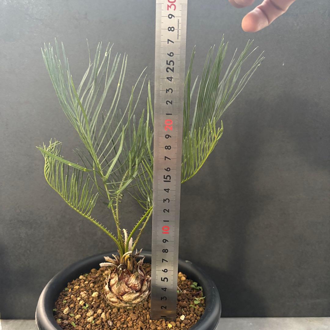 ⑤サイカス・カイルンシアナ Cycas cairnsiana
