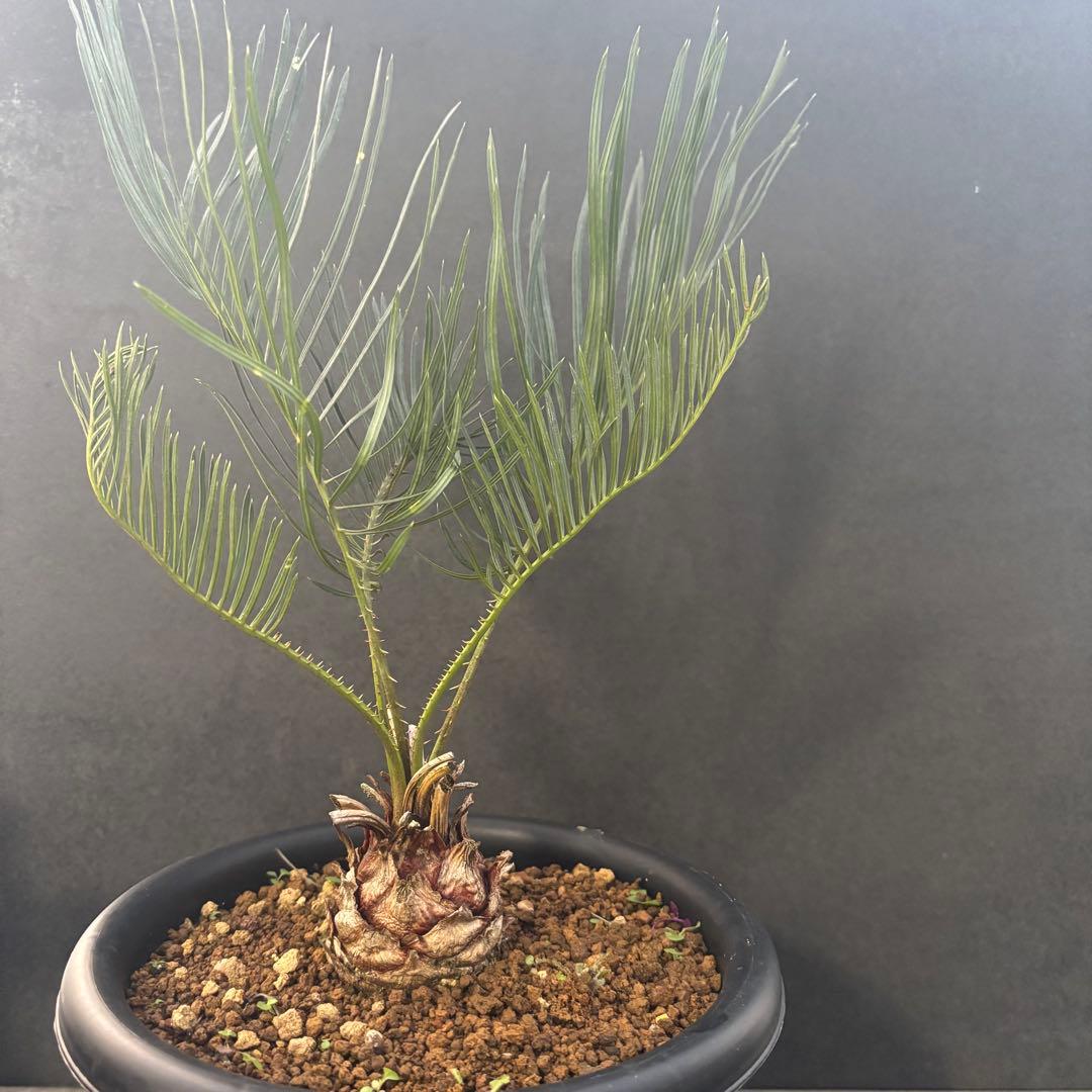 ⑤サイカス・カイルンシアナ Cycas cairnsiana