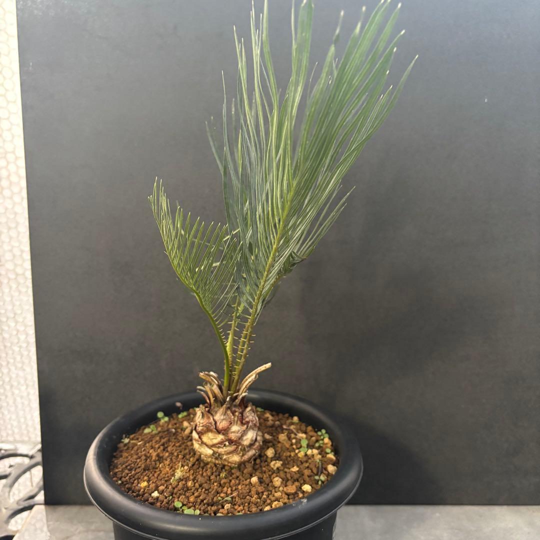 ⑤サイカス・カイルンシアナ Cycas cairnsiana