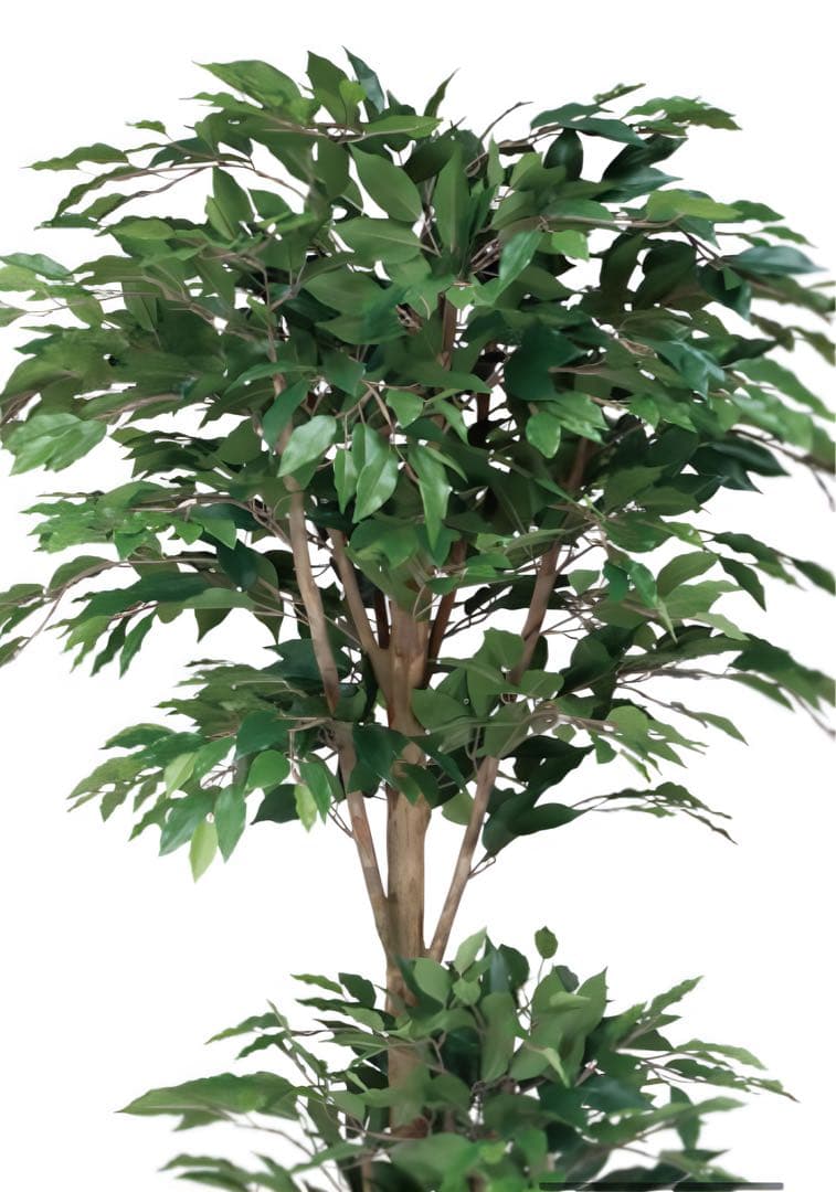 光触媒　人工観葉植物　フェイクグリーン　トロピカルベンジャミン 1.8m
