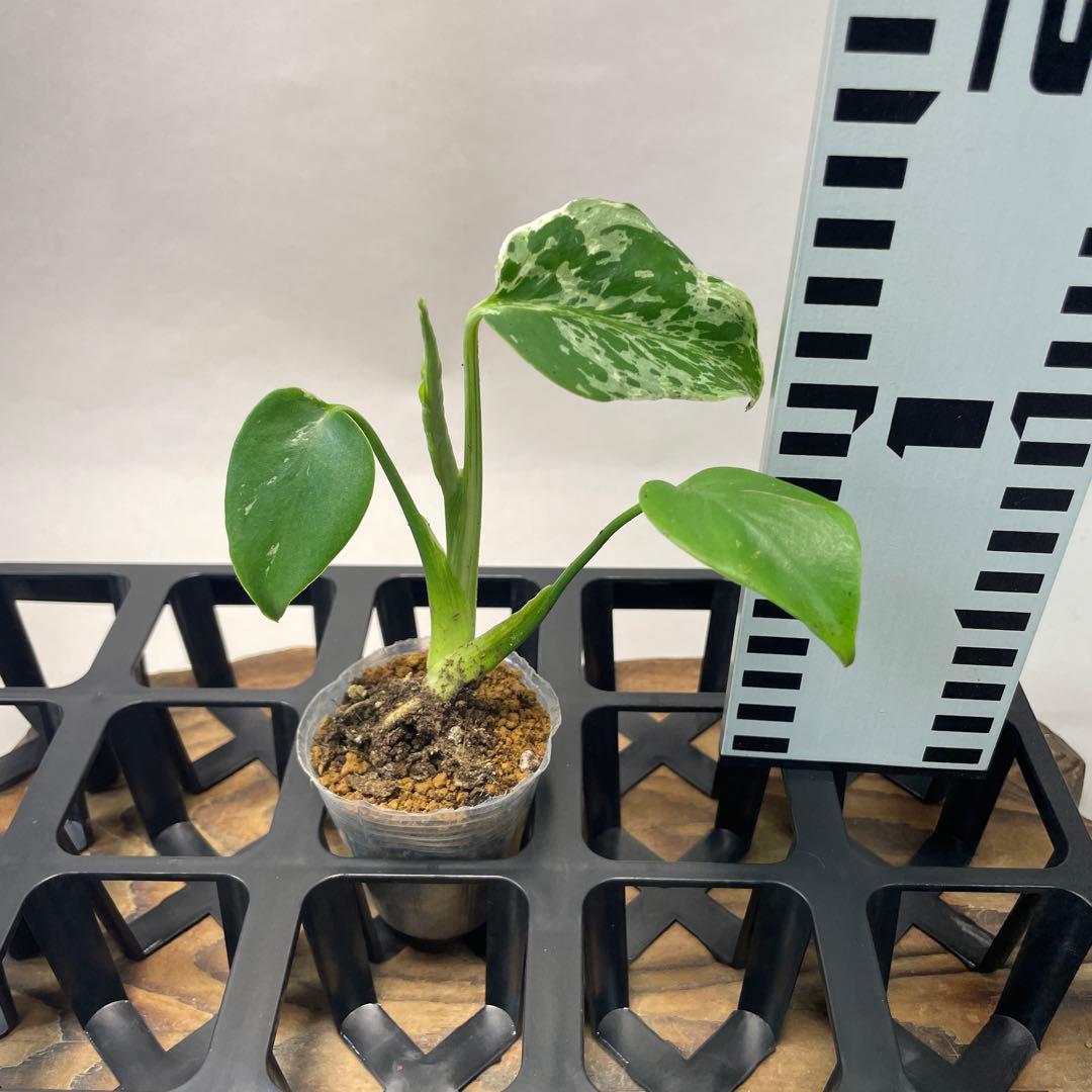 に*y様 A11品種保証！斑入り保証！Bulbasaurモンステラ バルバソー