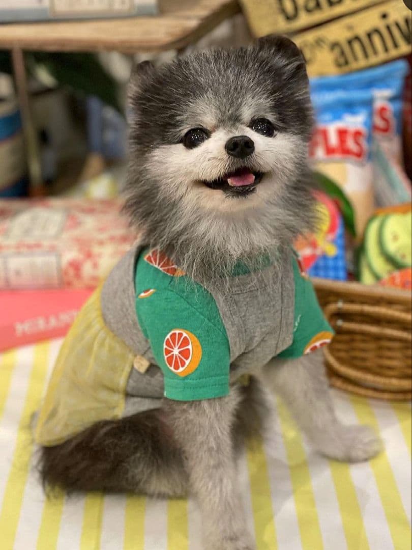 直営店限定2枚セット NC☆フレッシュORTasknowasdewan