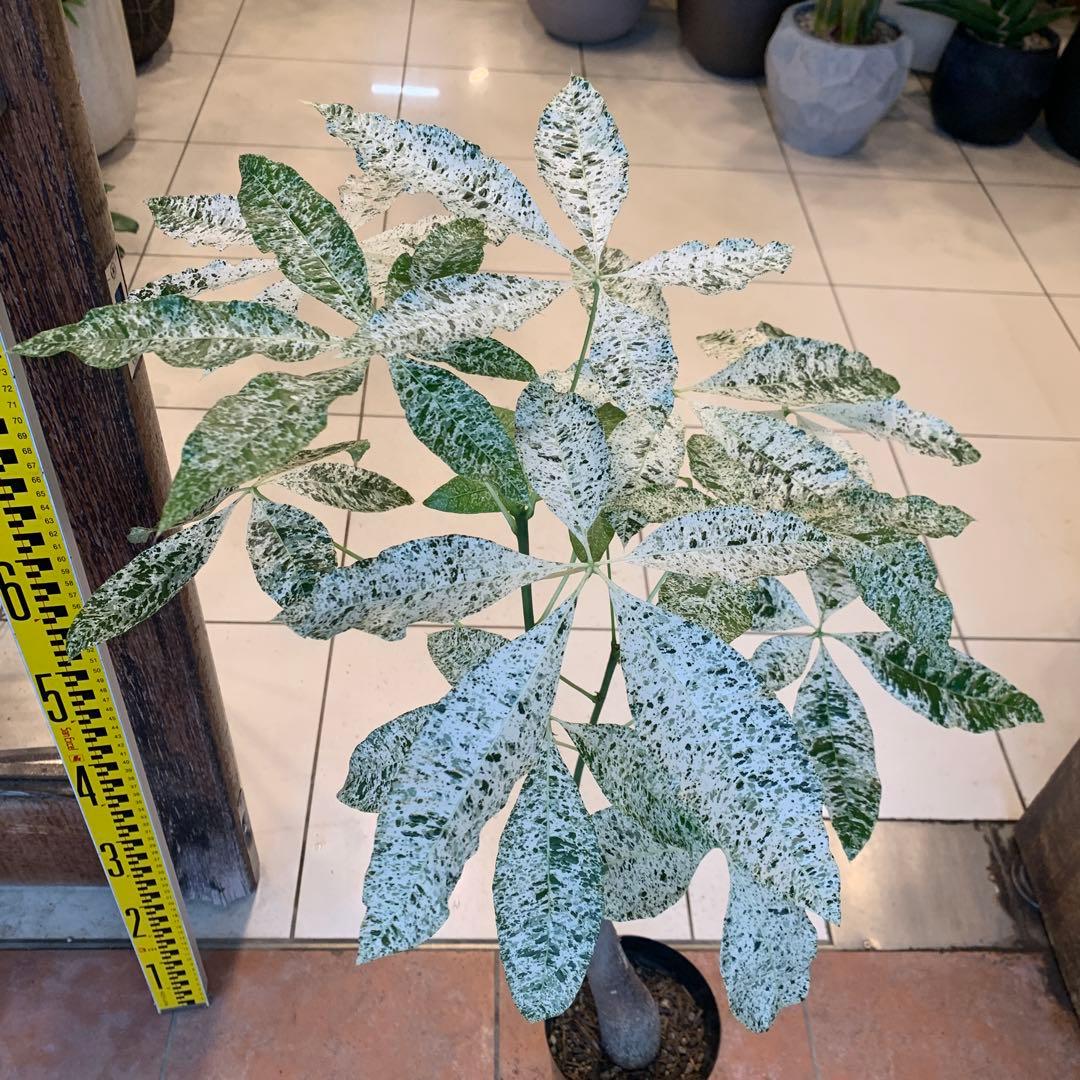 パキラ ミルキーウェイ 5号 3