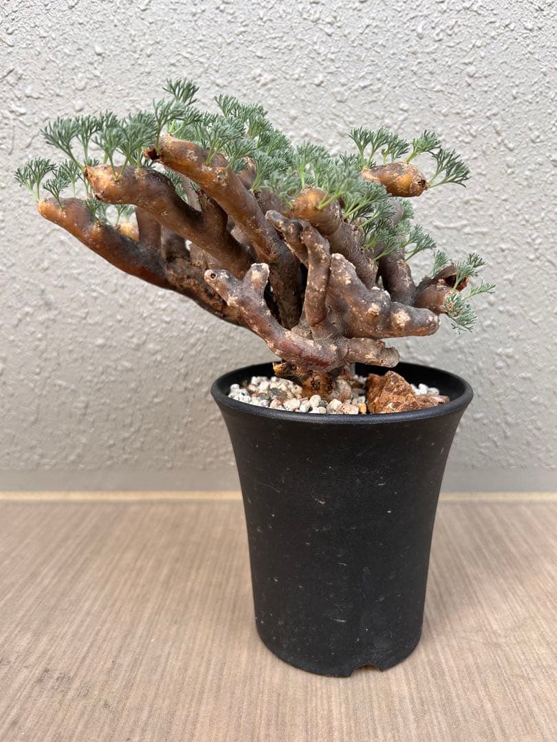 モンソニア・ムルチフィダ（現地株、発根済み、大株）