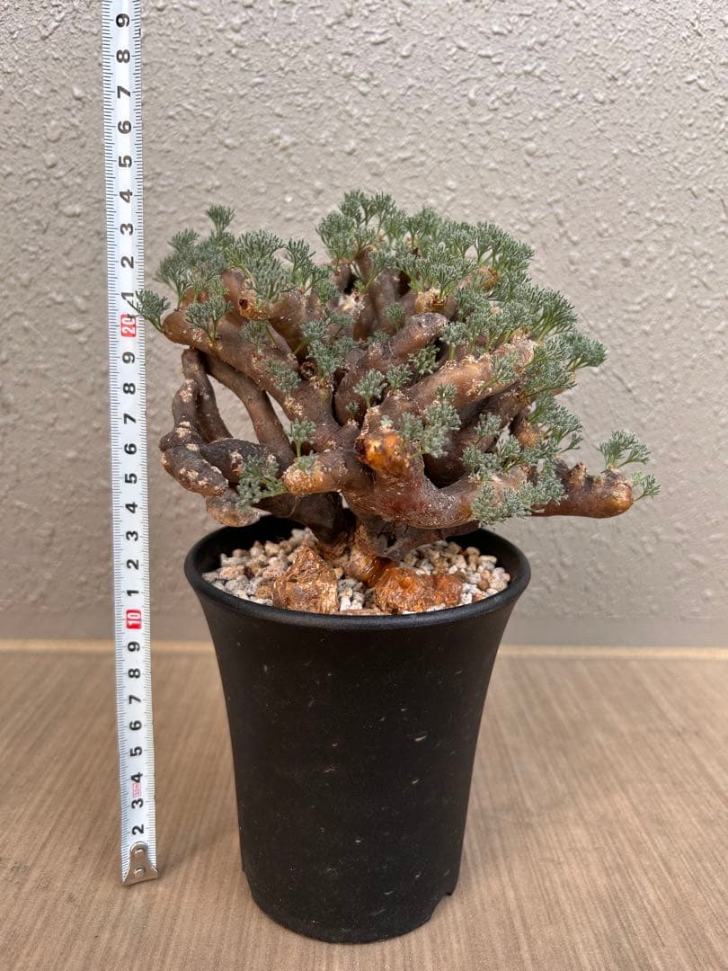 モンソニア・ムルチフィダ（現地株、発根済み、大株）