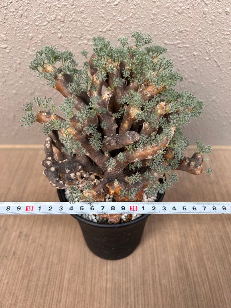 モンソニア・ムルチフィダ（現地株、発根済み、大株）