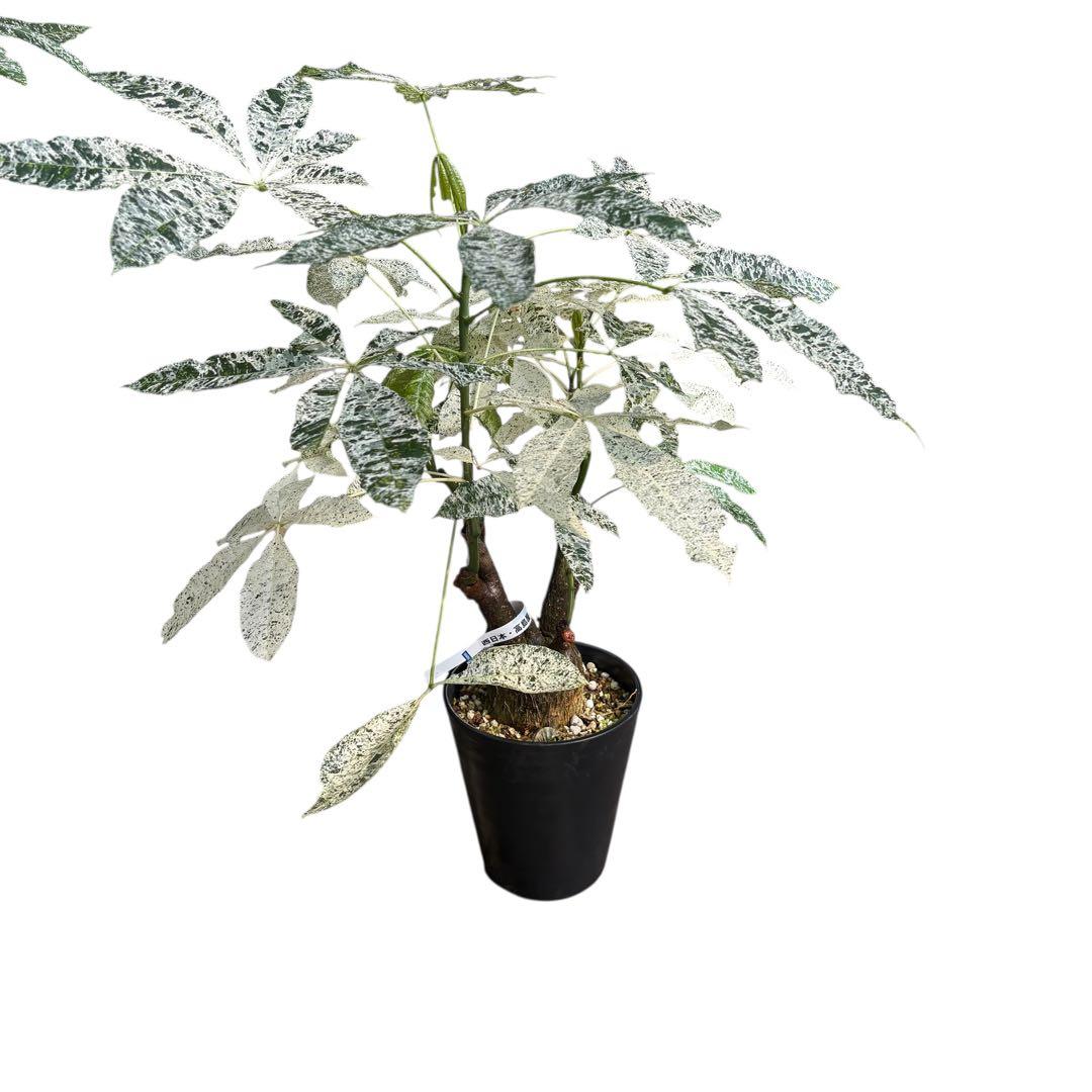 確認用NAO パキラ ミルキーウェイ 斑入り 4箇所接木 太幹 80cm