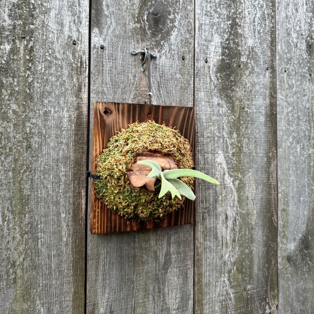 ビカクシダ P. willinckii Dwingeloo (pup)