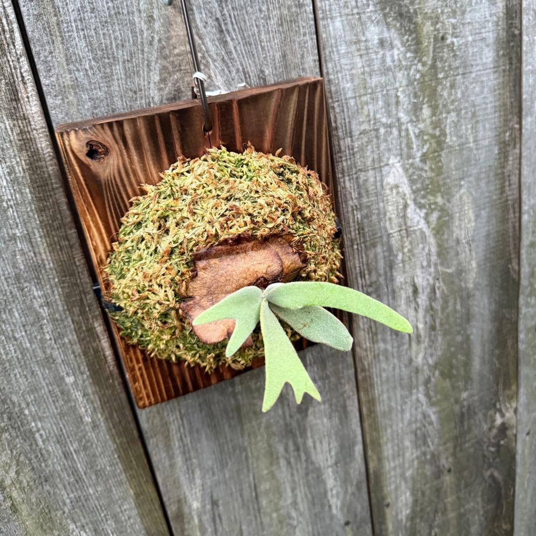 ビカクシダ P. willinckii Dwingeloo (pup)