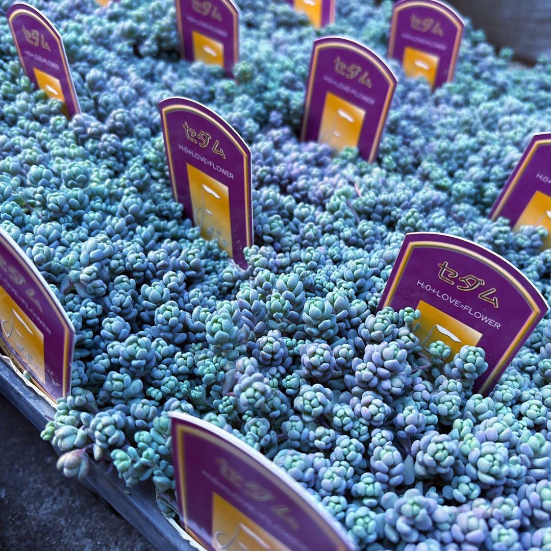 保留【のん様♬】パープルヘイズ2ポット