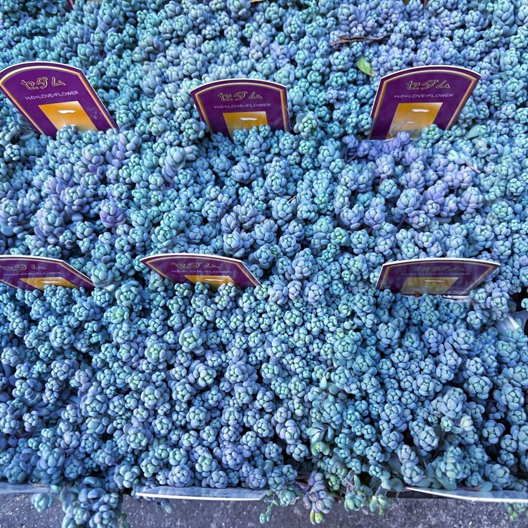 保留【のん様♬】パープルヘイズ2ポット