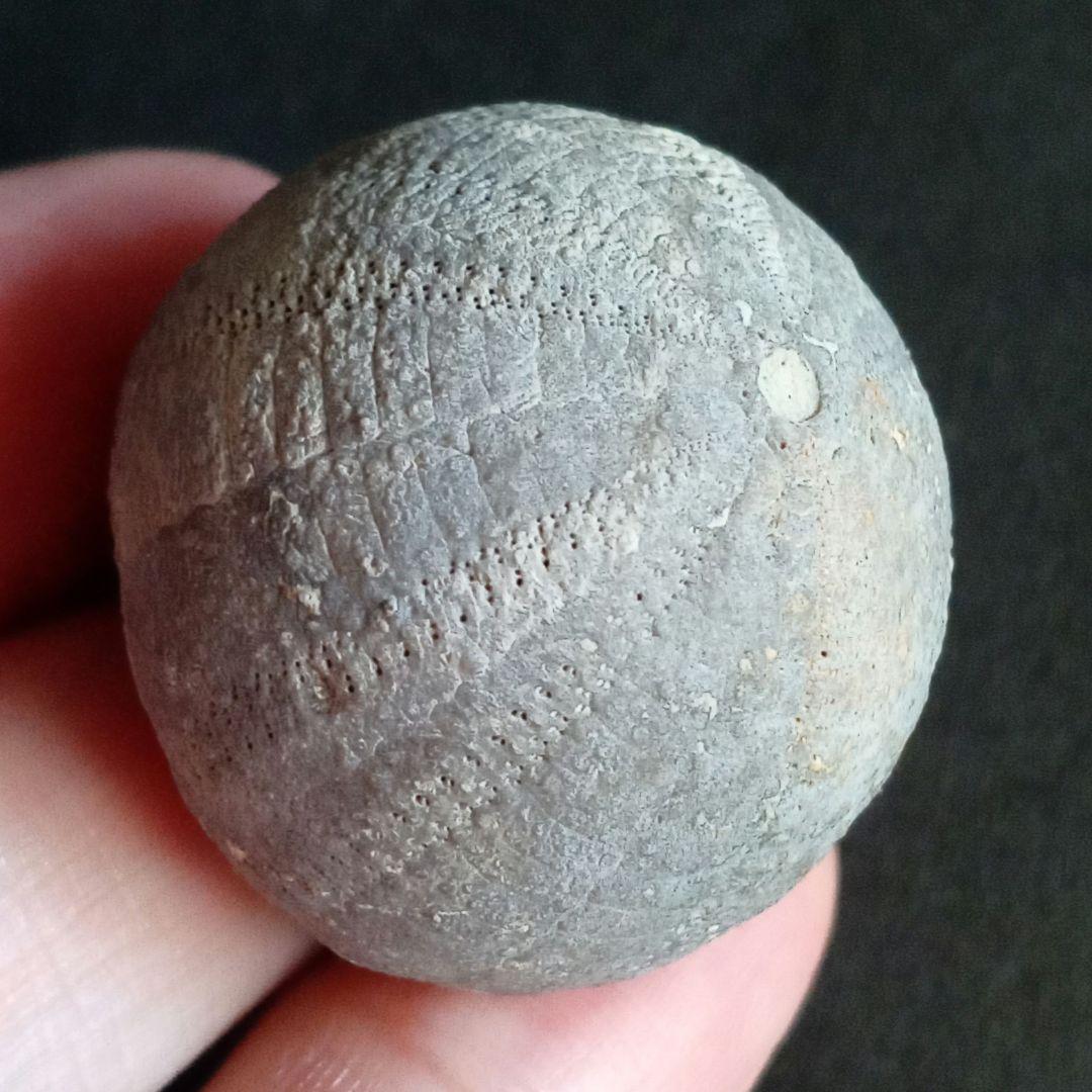 ジュラ紀　ウニ　正形類　化石標本　30mm　美麗標本　希少