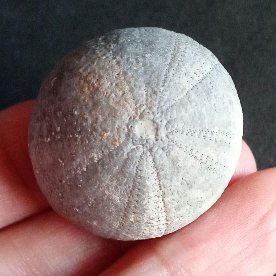 ジュラ紀　ウニ　正形類　化石標本　30mm　美麗標本　希少