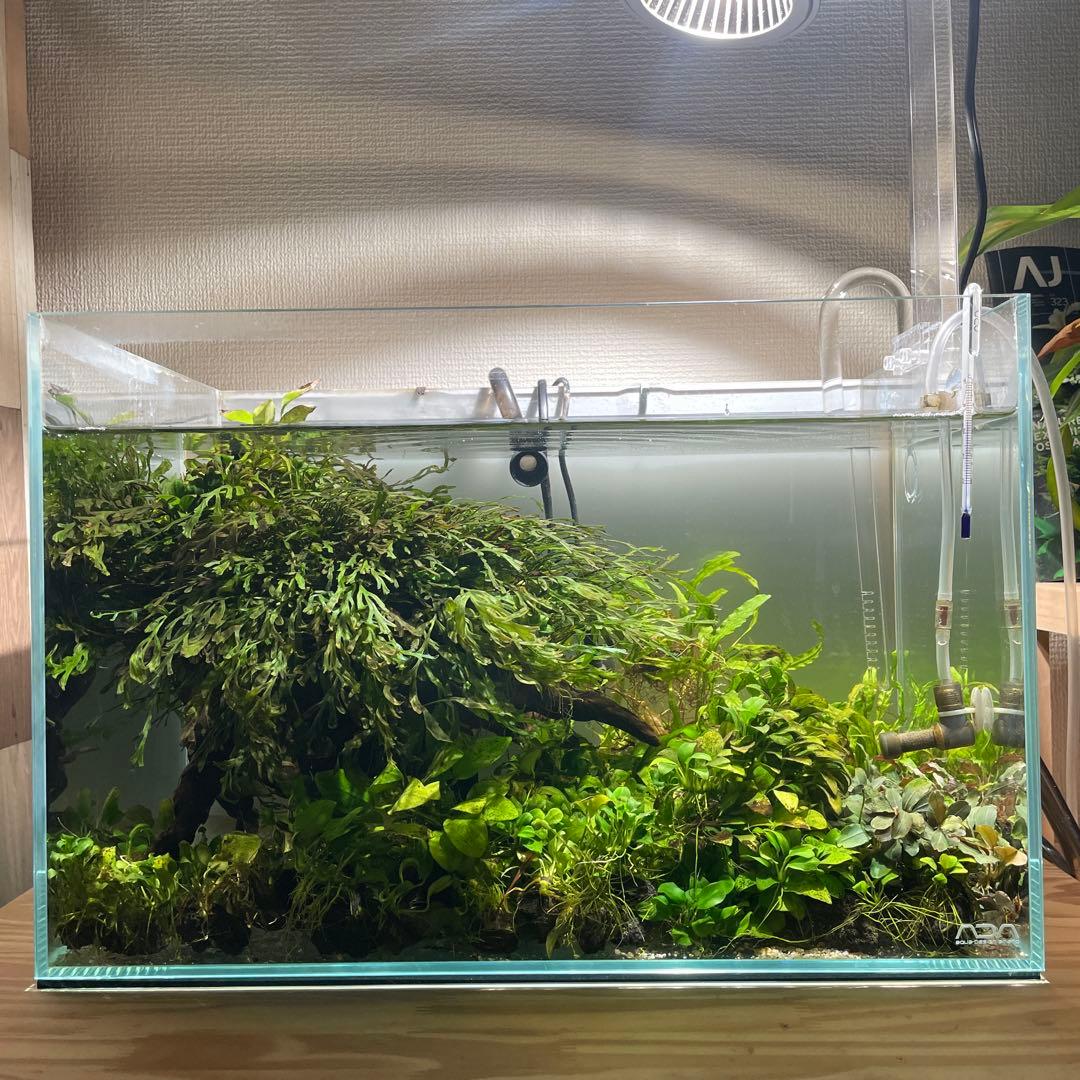 引き取り限定 ADA45㎝ 陰性水草水槽フルセット