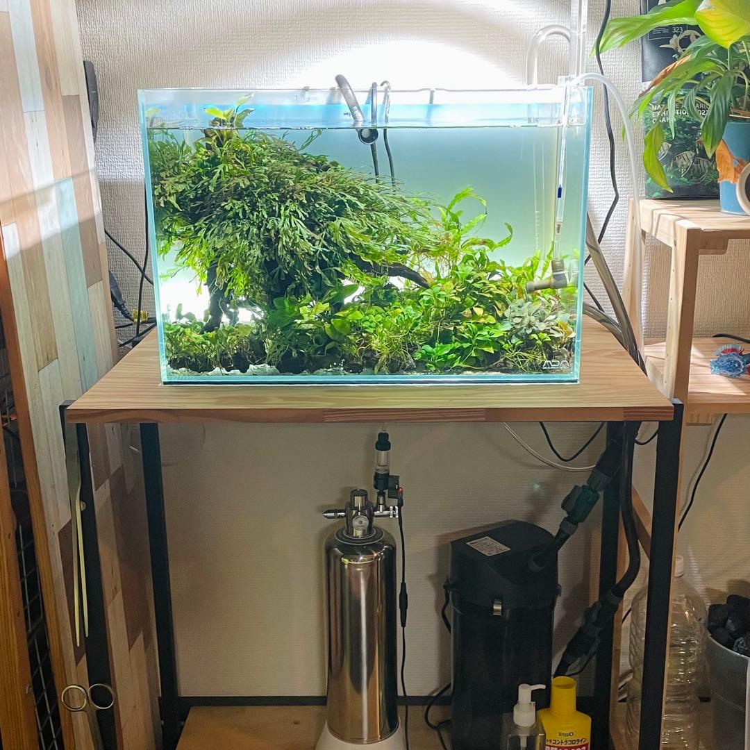 引き取り限定 ADA45㎝ 陰性水草水槽フルセット