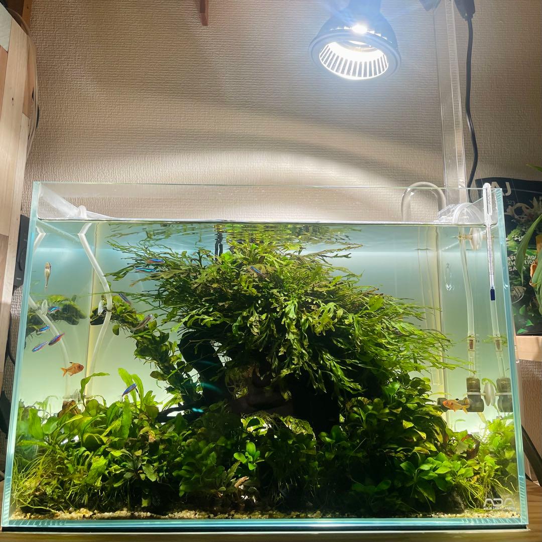 引き取り限定 ADA45㎝ 陰性水草水槽フルセット