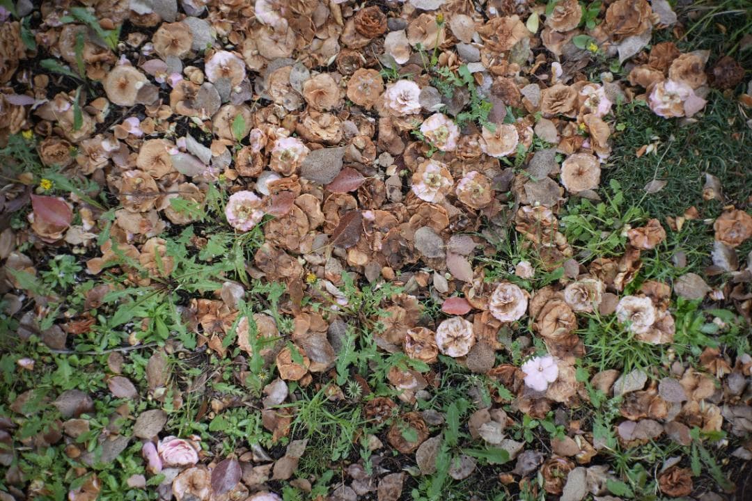 attraction Orion15 28mm f6 L ロシア広角銘玉