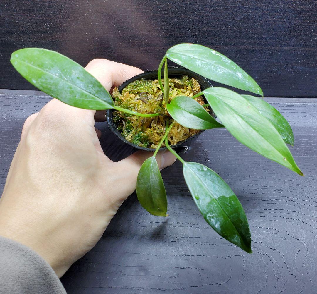 ホマロメナ sp. リンガ カミハタ便 リンガ産 Homalomena 熱帯植物