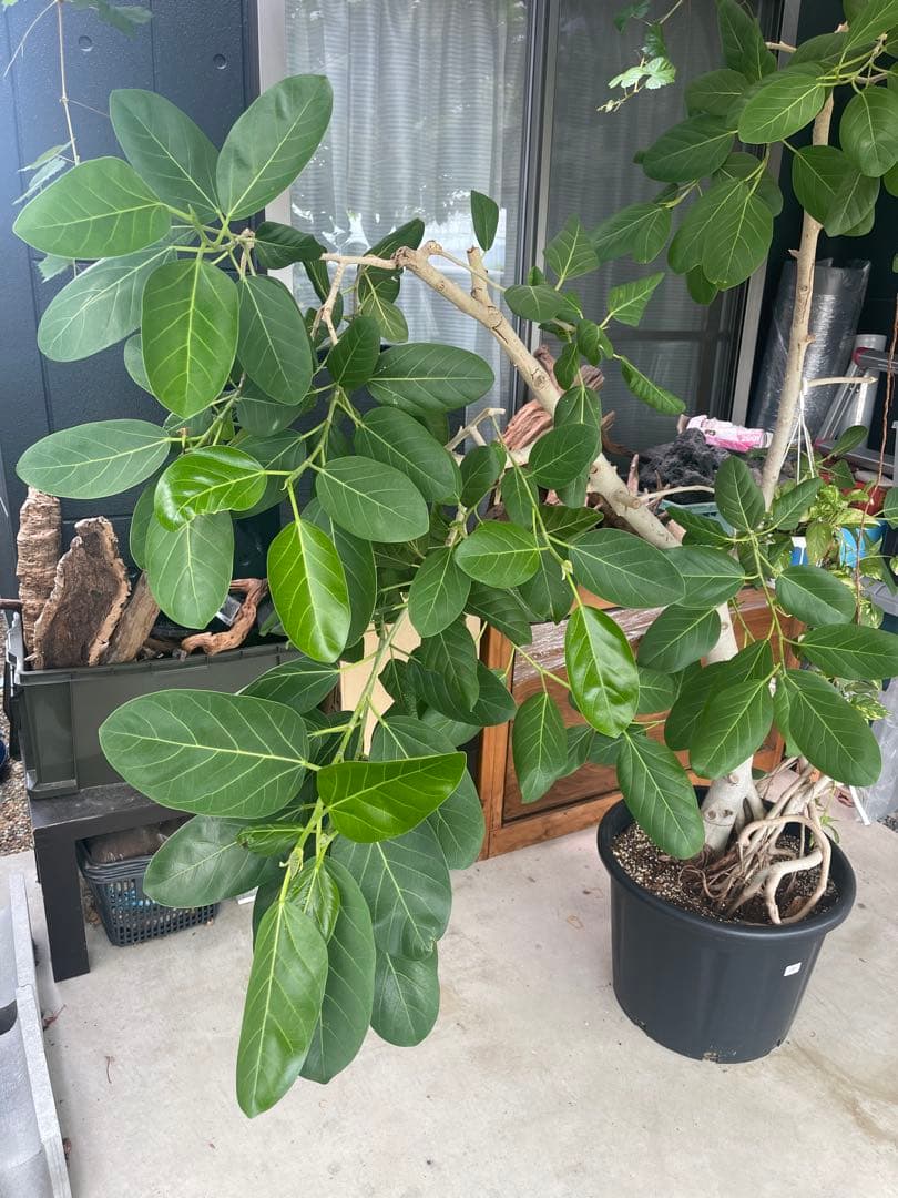 フィカス 観葉植物 大きい 黒鉢