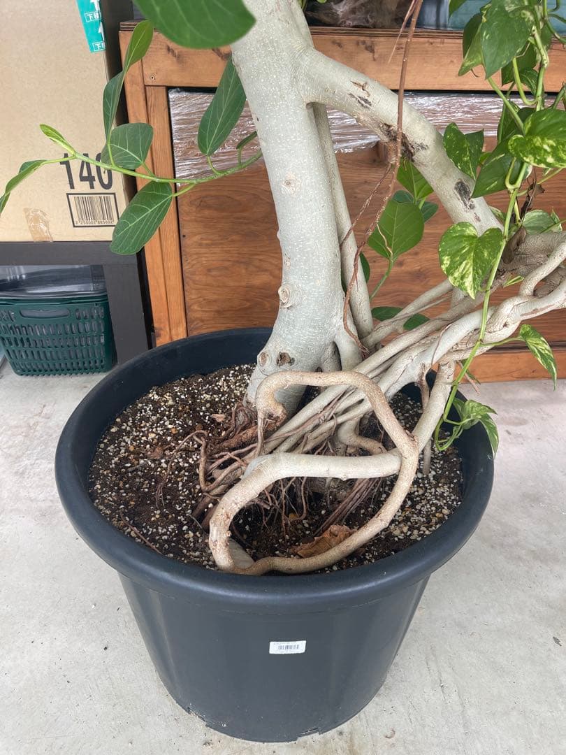 フィカス 観葉植物 大きい 黒鉢