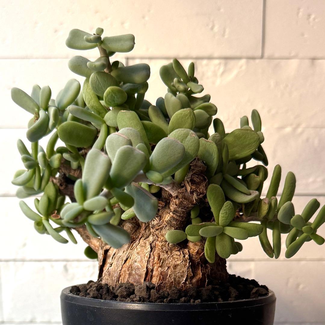 ケラリア ピグマエア 現地球 発根済 大株