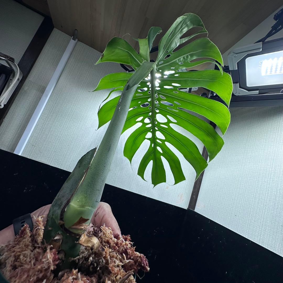 D*e様 モンステラデリシオーサマクロコズム超希少系統鉢植え54㎝