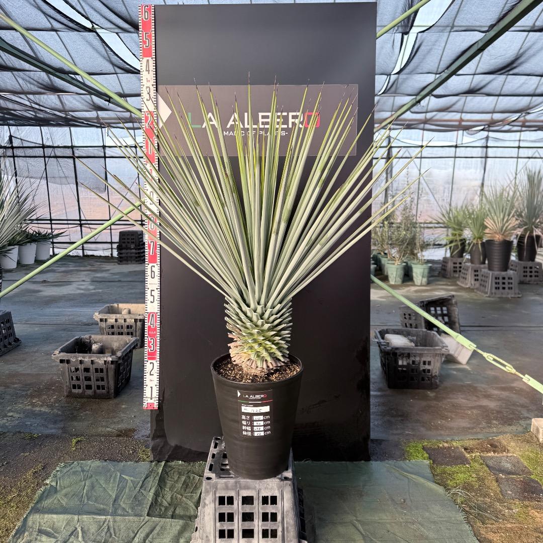 【AL1125】ユッカ　リギダ