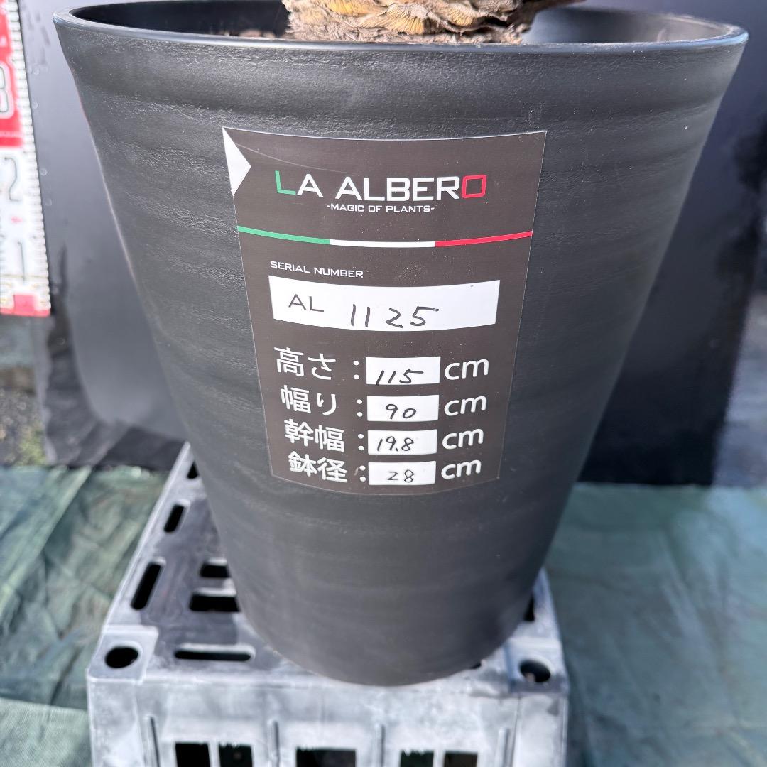 【AL1125】ユッカ　リギダ