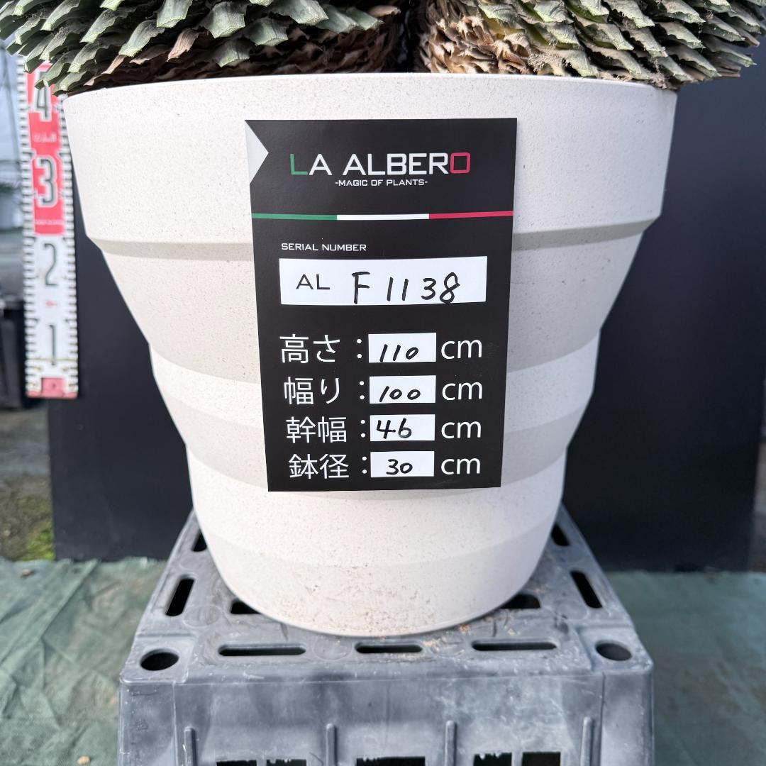 【AL-F1138】ユッカ　ロストラータ　バケモノ級　超超超極太　シルバー個体