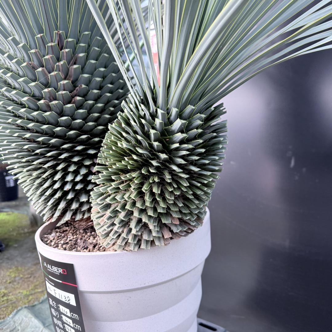 【AL-F1138】ユッカ　ロストラータ　バケモノ級　超超超極太　シルバー個体